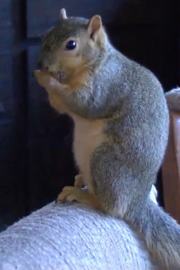 VAPPER ORAV! | Kodustatud orav tegi sissemurdnud vargale tuule alla!