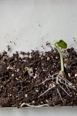 BLOGI | Nii saad jälgida, kuidas seemnest kasvab taim