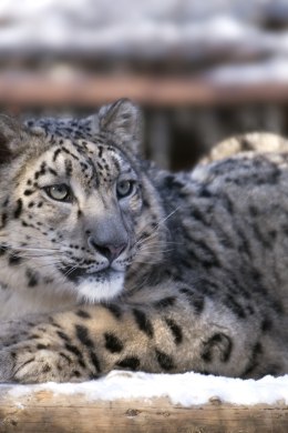 PÄÄSU POLNUD: Tallinna loomaaia lumeleopard Otto tuli uinutada