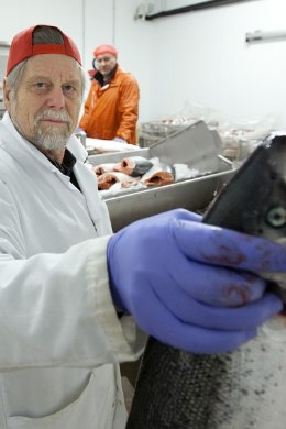 Eesti kalafirma juht inimelusid nõudnud mürgikala skandaalist: süüdistused on alusetud!