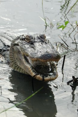 MITTE AINULT SISALIKUD: ka alligaatorid suudavad saba tagasi kasvatada