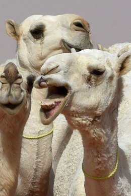 BOTOX JA HORMOONID: Saudi Araabia kaamelite iludusvõistlusel lahvatas skandaal