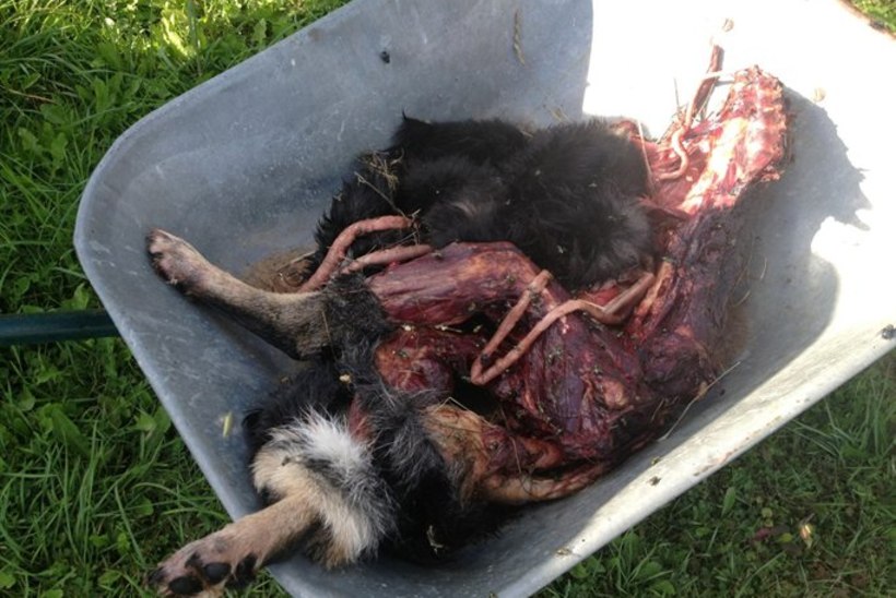 Järvamaal murdsid hundid maha kaks koera