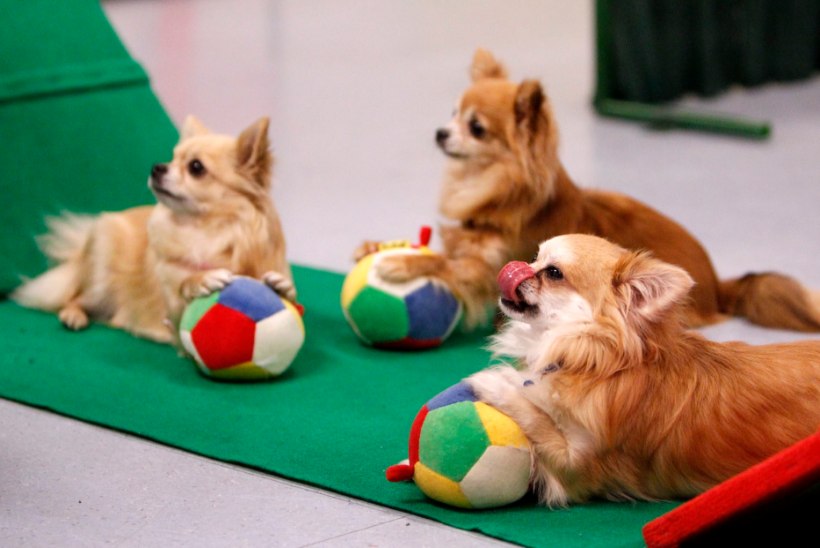 Sülekoerte mängutunnis: «Koerad tahavad ju hirmsasti kiitust saada!»