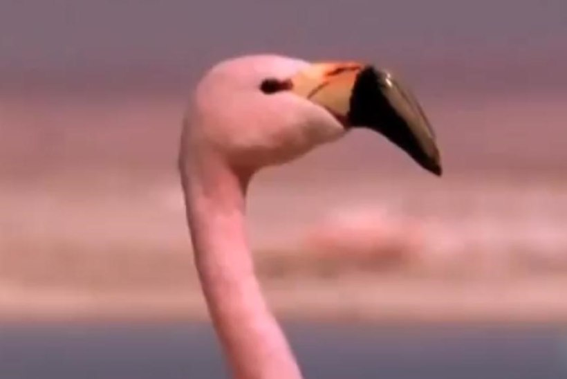 VIDEO: flamingod keerutasid Michael Jacksoni järgi jalga