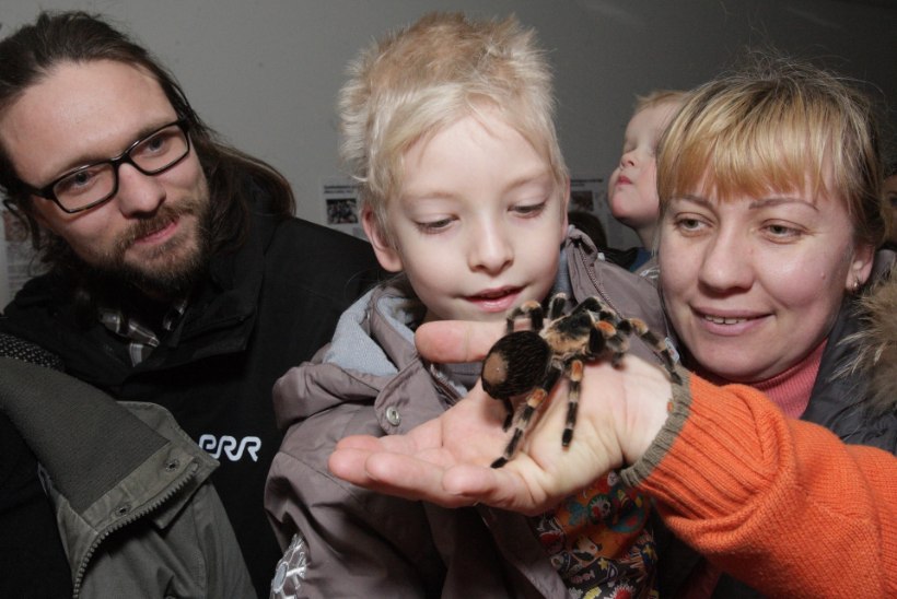 GALERII: Loodusmuuseumi ämblikunäitusel sai loomakestele pai teha!
