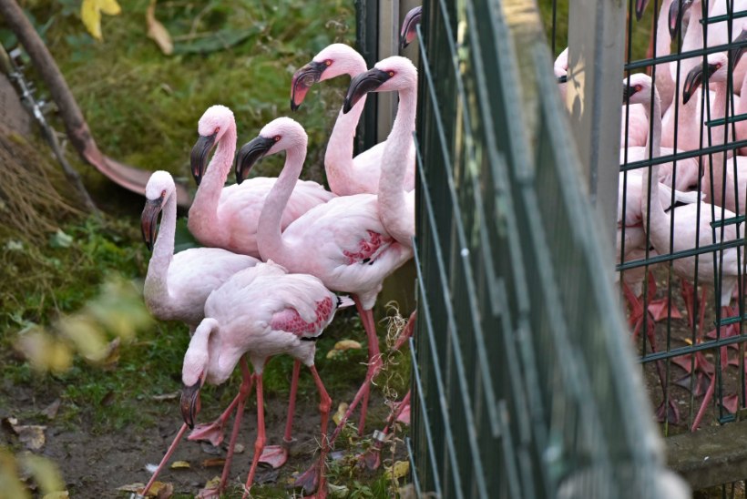 FOTOD | Saksamaa loomaaia flamingod kolivad talvekorterisse