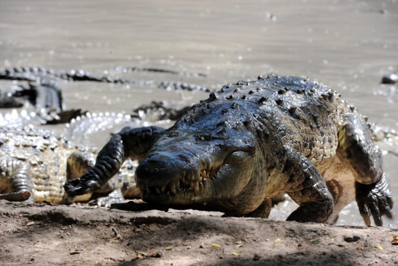 Tuneesiast leiti jäänused krokodillist, mis oli suur nagu buss