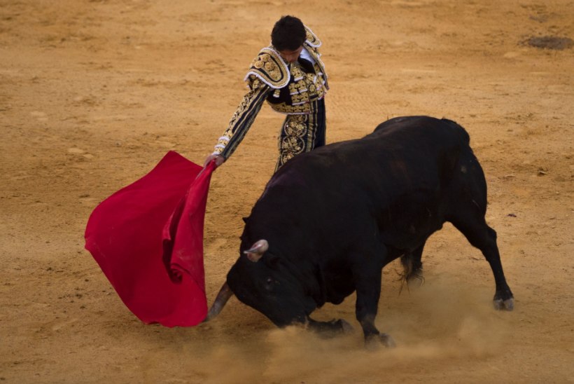 Hispaanias hukkus härjavõitleja