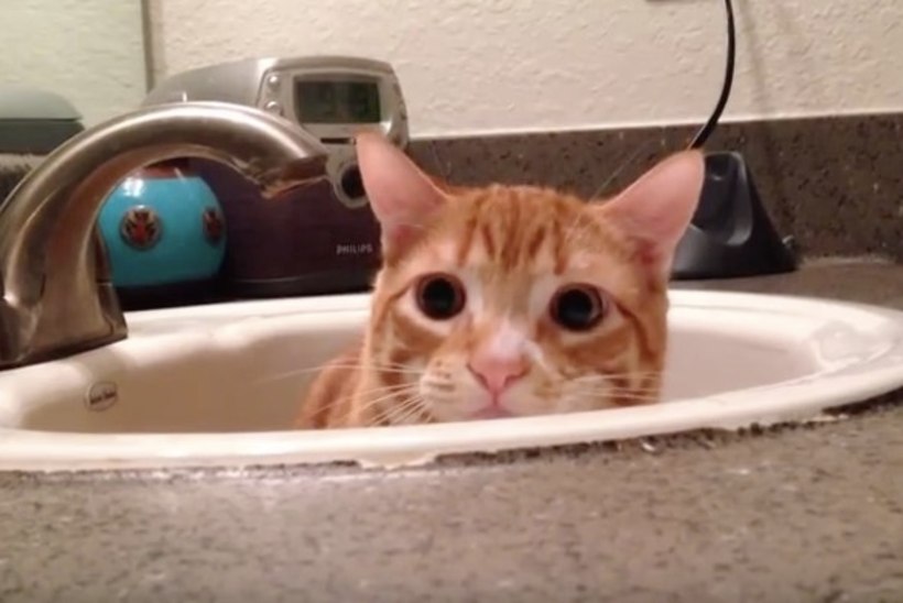 Kuidas pesta kassi?