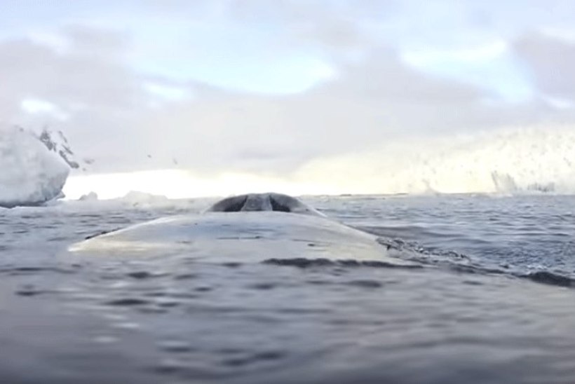 VIDEO | Elu läbi vaala silmade