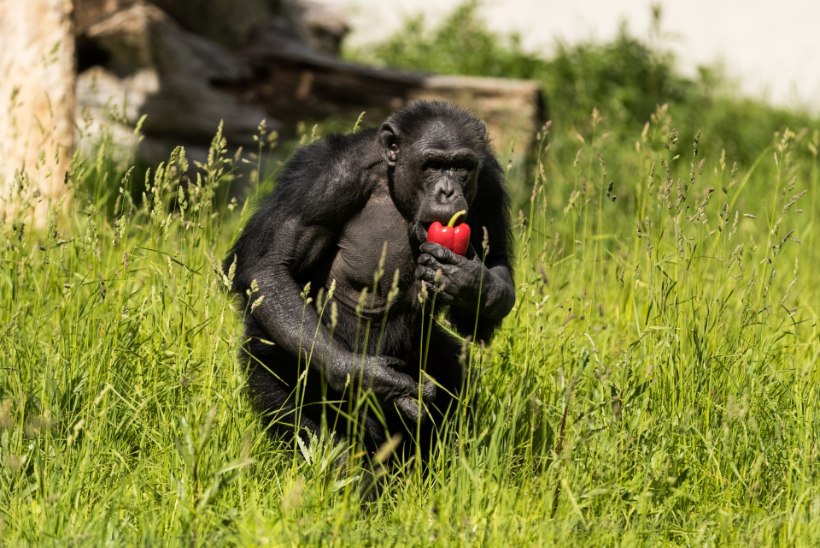 Südamlik šimpans Pino tähistab 30. sünnipäeva