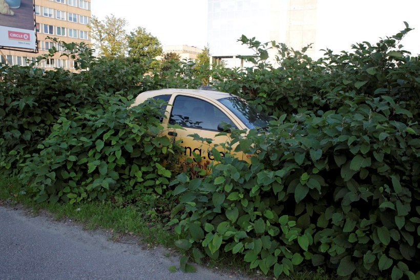 PAPARATSO | Absurditeater! Kellele on mõeldud rohelised parkimiskohad?