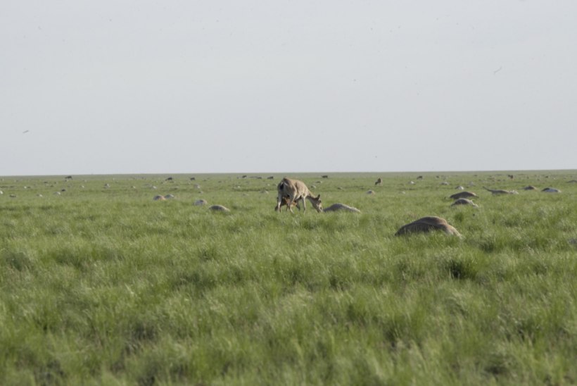 Teadlased leidsid kõhedust tekitava põhjuse, miks Kasahstanis suri korraga 200 000 antiloopi 