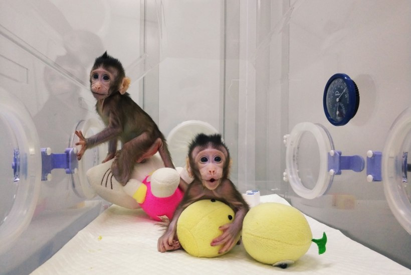 FOTOD JA VIDEO | Hiinas klooniti kaks ahvi