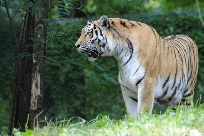 Amuuri tiiger Pootsman läheb Tšehhi järglasi andma