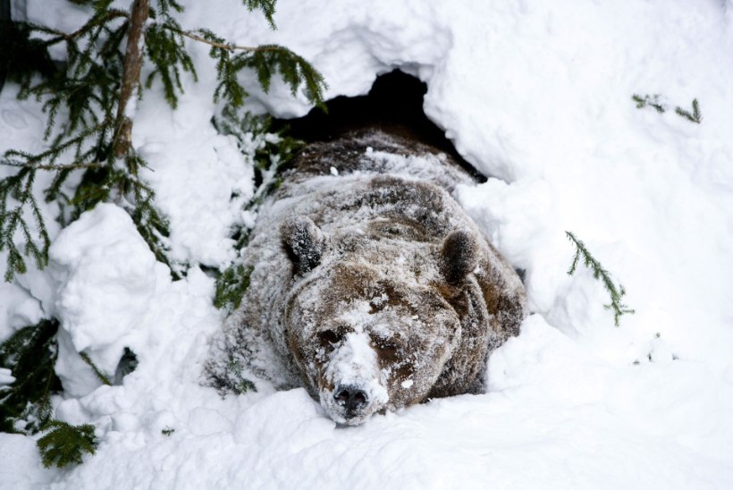 Esimesed karud ärkasid talveunest! 10 soovitust, mida teha, kui kohtad karu