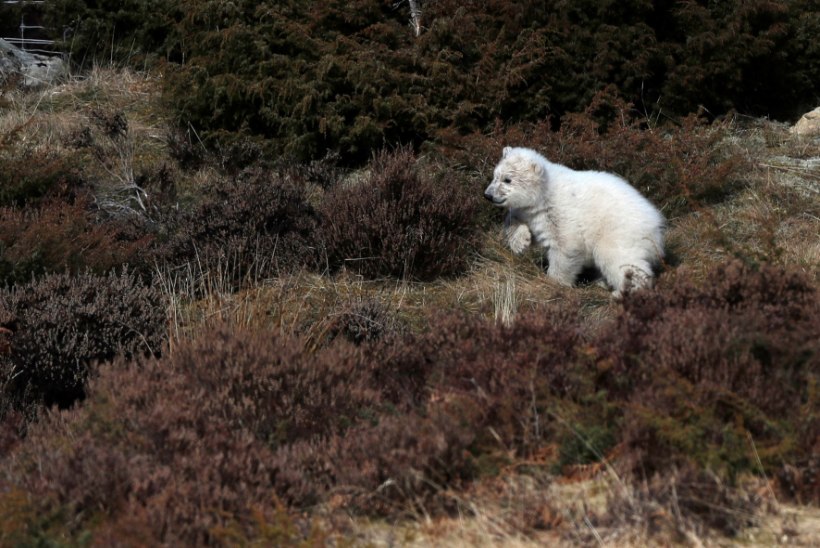 VIDEO | Šotimaal esitletakse pikisilmi oodatud jääkarupoega