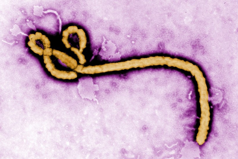 EBOLA ON TAGASI: 5 küsimust ebolaviiruse kohta
