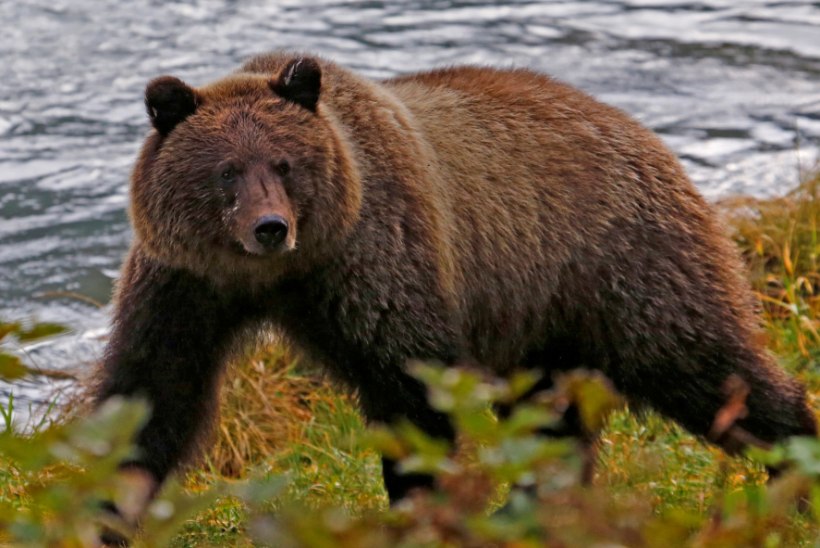 Karu tegi ajaloolise visiidi Vilsandile