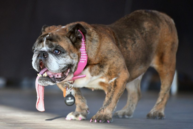 Suri maailma koledaimaks koeraks valitud Zsa Zsa