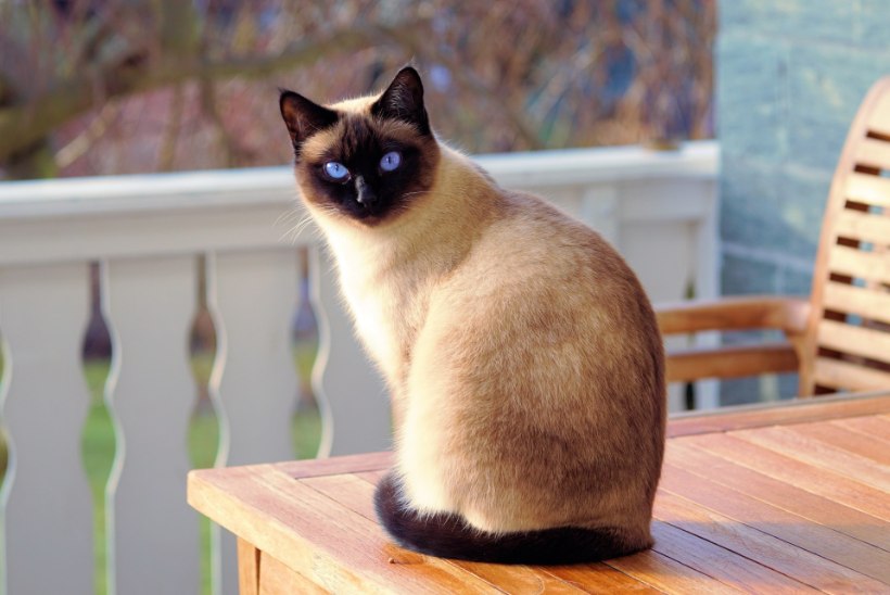 KUIDAS ELADA ÕNNELIKUMALT? 13 elutõde, mida õppida kassilt