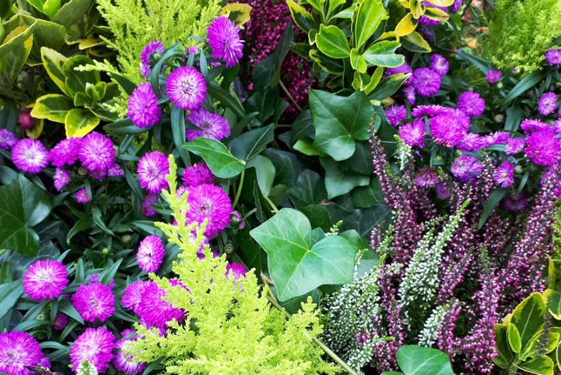FOTOLUGU | Mida sättida külmal ajal aiavaasi ja lillepotti?
