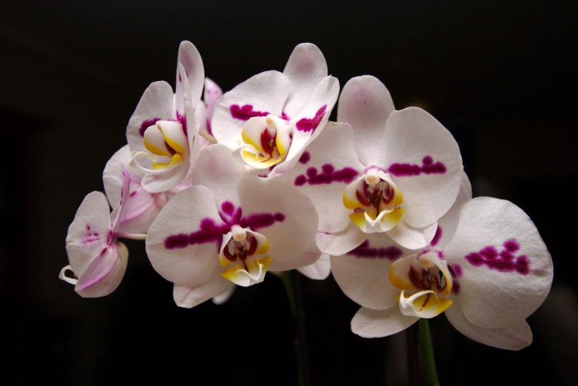 Kogenud orhideekasvataja jagab saladusi: kuidas kooselu kuukingadega sujuvaks muuta?