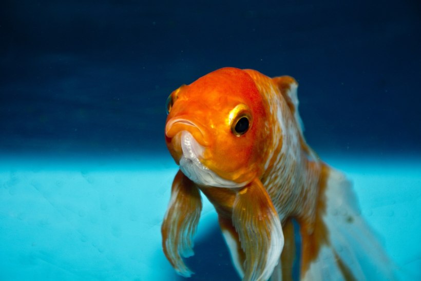 Akvaariumikala hülgamine tõi ameeriklasele süüdistuse loomade väärkohtlemises