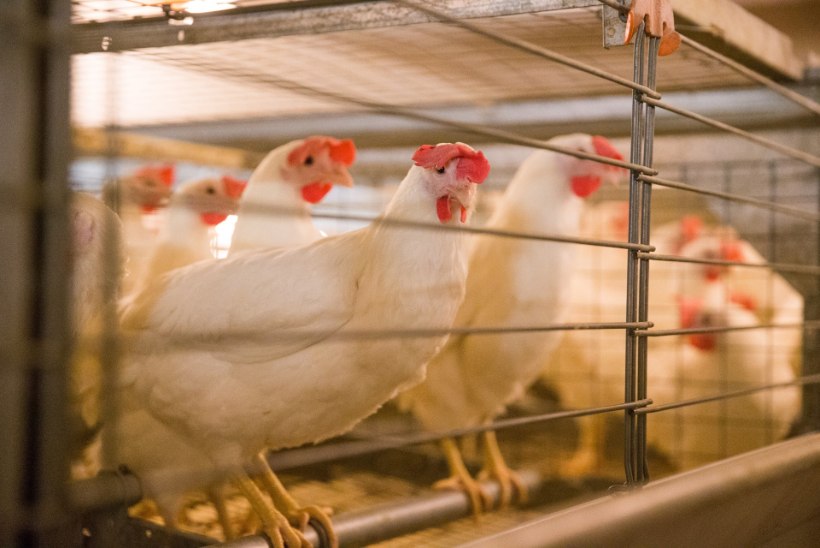 Eesti suurim munatootja pidi salmonellabakteri tõttu hukkama 54 000 kana
