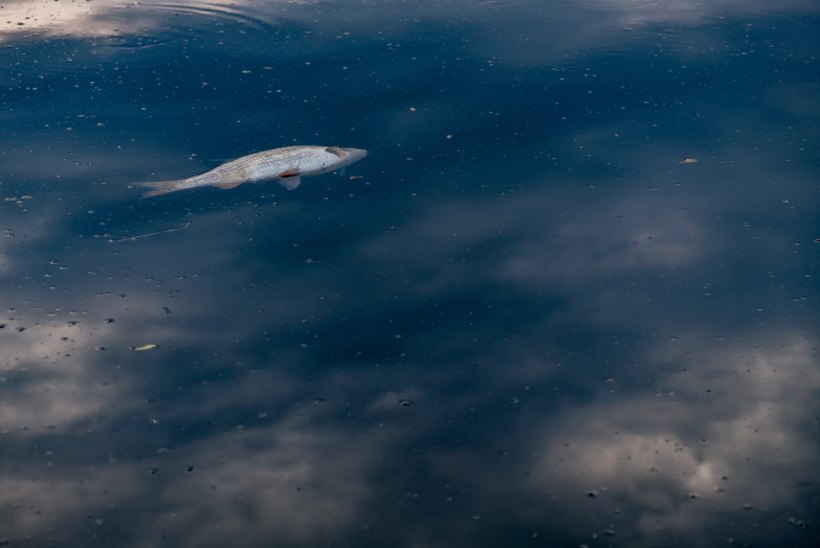 Kogu maailma jõekalad elavad antibiootikumidest kubisevas vees