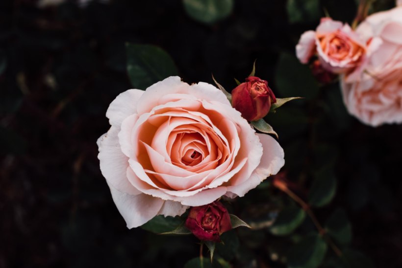 Roosid koduaias: mida peaksid teadma enne lillede kuninganna soetamist?