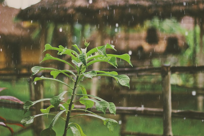 AIAELU | Hädaabi taimedele põua või pikema vihmaperioodi ajal