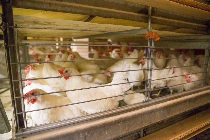 HÄIRIV VIDEO | Võikad kaadrid: Eesti suurima munatootja farmis tapeti kana püssilasuga