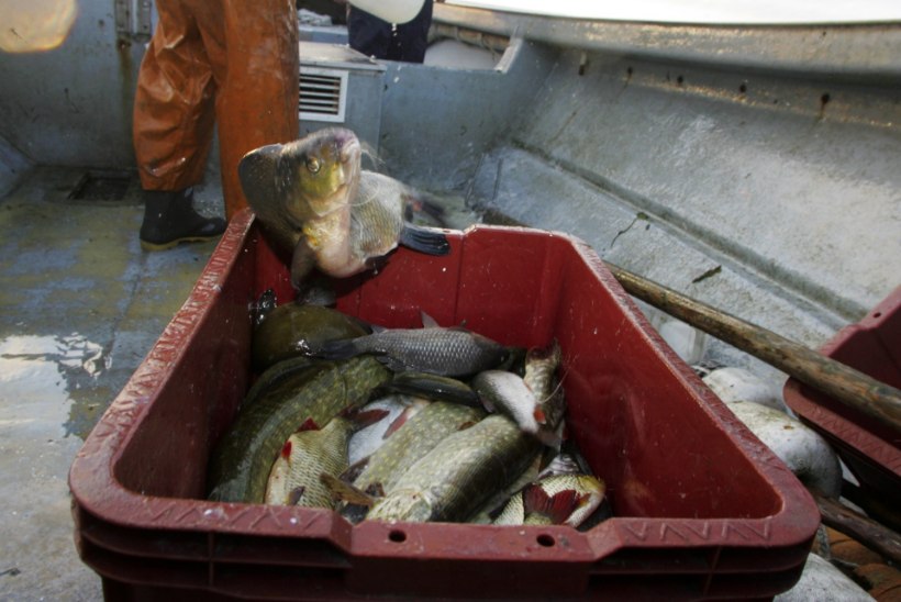 Kalurid saavad taotleda tulevaks aastaks kutselise kalapüügi luba