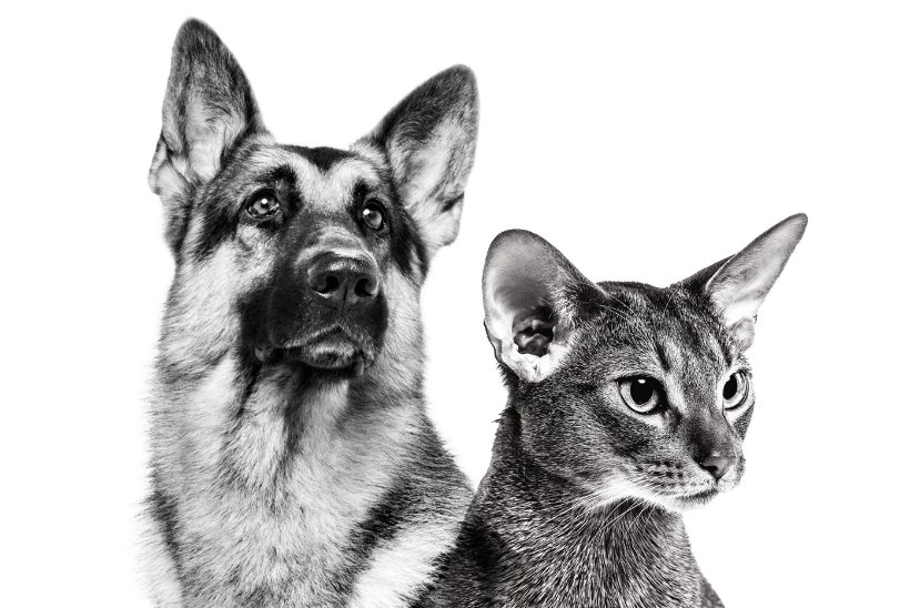 „LOOMAARST TASKUS“ | Loomaarstid hoiatavad: koera treenimisel tuleb olla väga ettevaatlik!