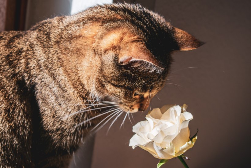 PÕHJALIK ÜLEVAADE: lilled, mis võivad viia kassi tervise