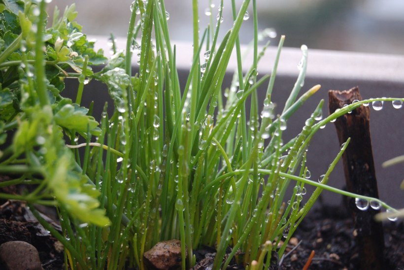 Midagi rohenäppudele: kasvata aknalaual vitamiinirikast mikrorohelist!
