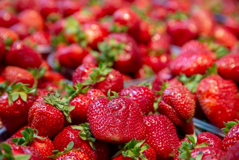 Mida arvavad maasikakasvatajad Martin Helme plaanist neile maksuamet kaela saata?
