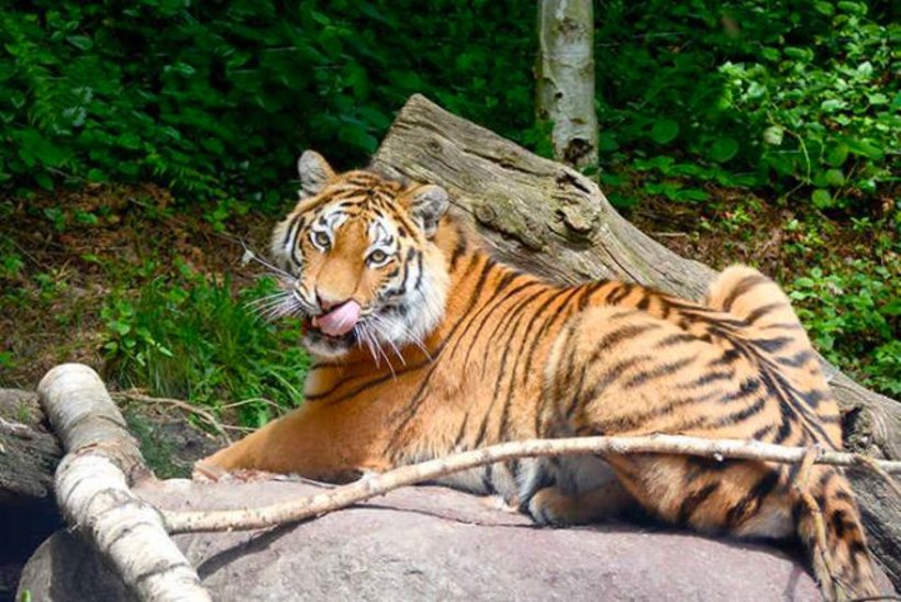 VIDEO | Tallinna loomaaia amuuri tiiger Pootsman sai taas kolme kutsika isaks