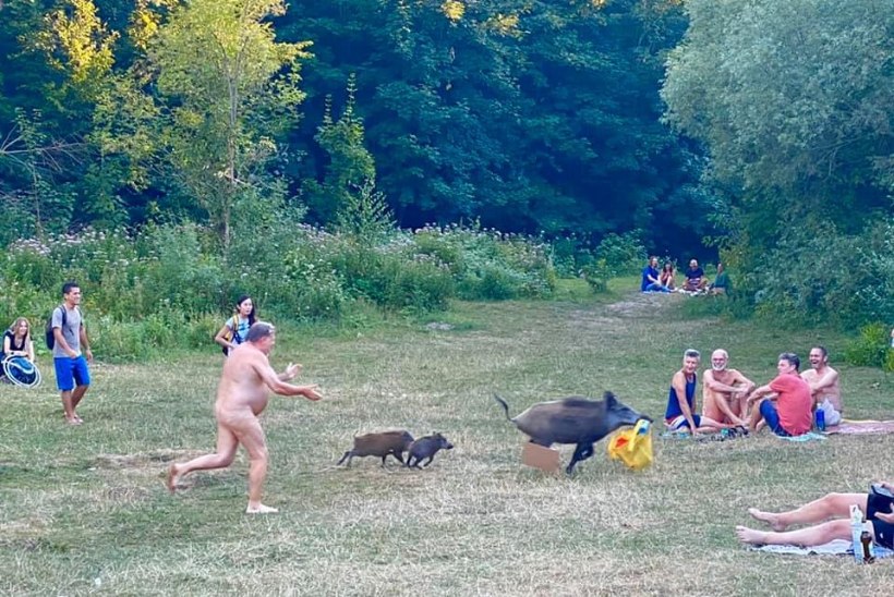 FOTO | „Sa siga!“ Berliinis pani metssiga nudisti arvuti pihta