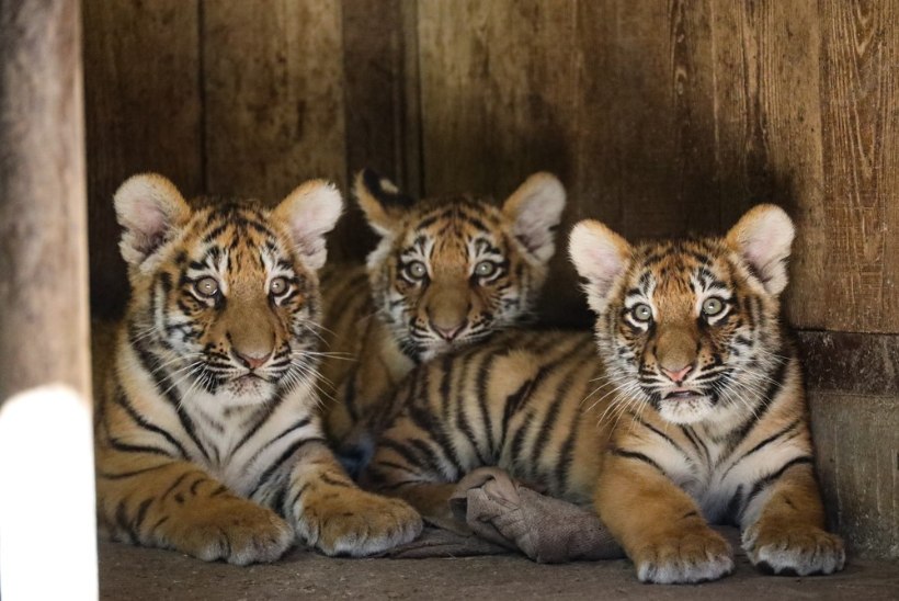 VIDEO | Vaata, kuidas tiiger Pootsmani pojad möllavad