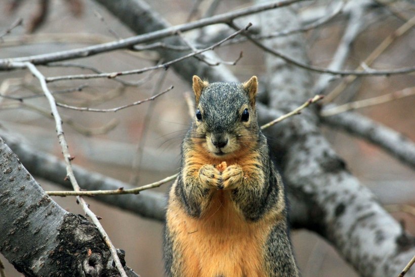 Veri on kõikjal: agressiivsed oravad ründavad juba nädalaid New Yorgi elanikke
