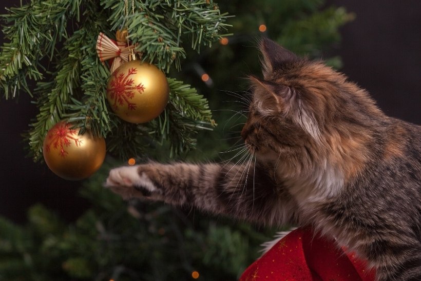 ETTEVAATUST! Trall ümber jõulupuu võib rikkuda lemmiku tervise