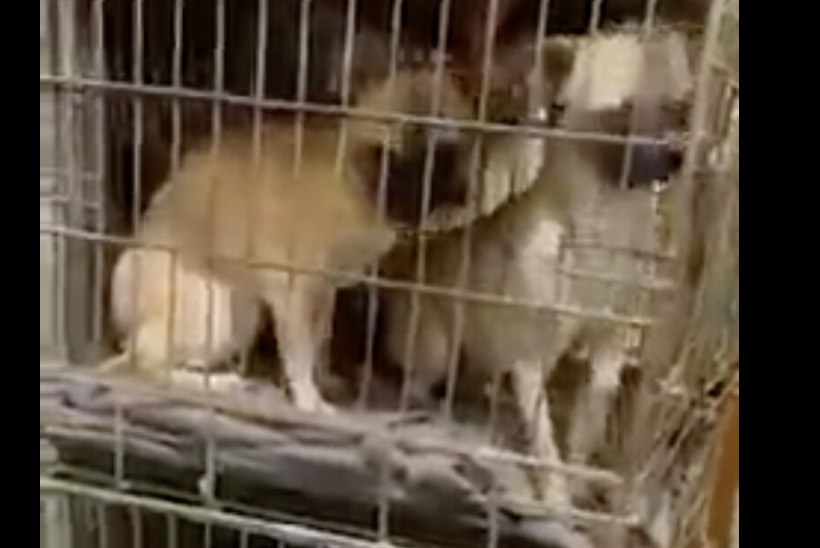 VIDEO | Ida-Virumaalt avastati kutsikavabrik, kus elas kohutavates tingimustes pea 100 koera
