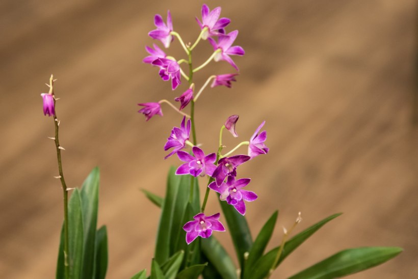 Põnevad orhideed tsümbiidium, veenusking, dendroobium ja teised