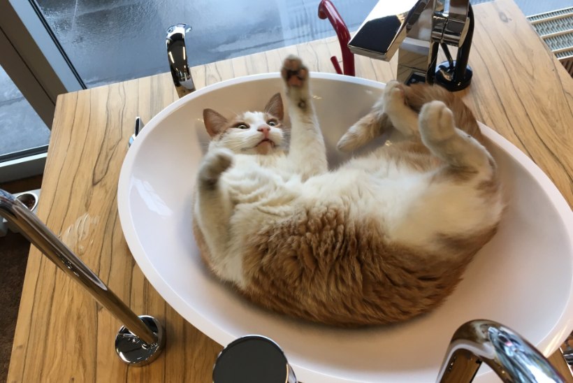 HIIREKUNINGAST POEDIREKTOR! Sanitaartehnika poes töötav kass Pusil on eluga rahul – fännid toovad raha ja kingitusi