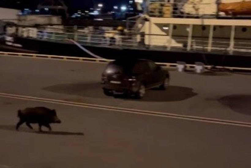 VIDEO | Metssiga linnas!? Loom uudistas Tallinnas sadamat