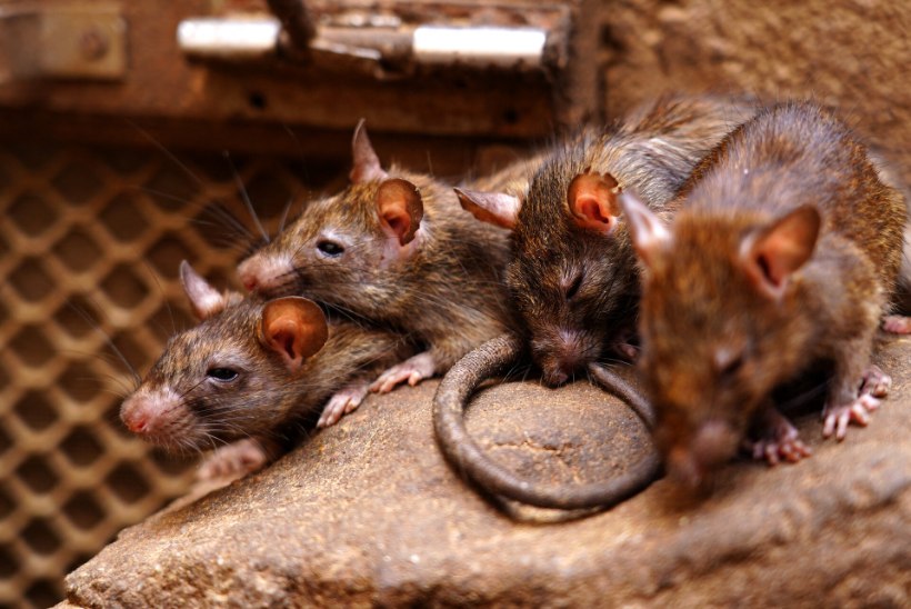 Indias pistsid rotid nahka mitusada kilogrammi kanepit