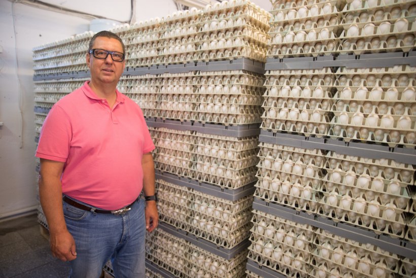Eesti tootja: Euroopas ja USAs on ulatuslik munapuudus, hinnatõus jätkub